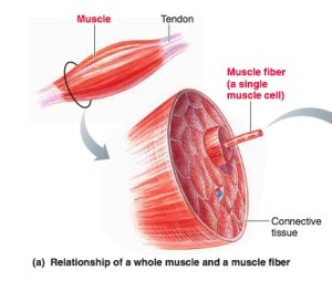 how_muscles_work